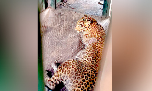 കെ​ണി​യി​ൽ വീ​ണ പു​ലി​ക്ക് ചി​കി​ത്സ തു​ട​ങ്ങി