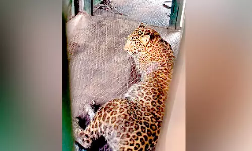 കെ​ണി​യി​ൽ വീ​ണ പു​ലി​ക്ക് ചി​കി​ത്സ തു​ട​ങ്ങി