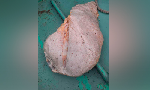 വീ​ണ്ടും വ​ല​യി​ൽ​കു​ടു​ങ്ങി തി​മിം​ഗി​ല ഛർ​ദി