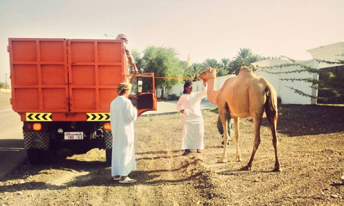 അലഞ്ഞുതിരിയുന്ന മൃഗങ്ങൾ: ബോധവത്കരണവുമായി ദാഖിലിയ മുനിസിപ്പാലിറ്റി