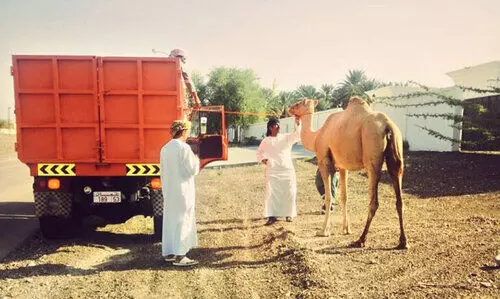 അലഞ്ഞുതിരിയുന്ന മൃഗങ്ങൾ: ബോധവത്കരണവുമായി ദാഖിലിയ മുനിസിപ്പാലിറ്റി