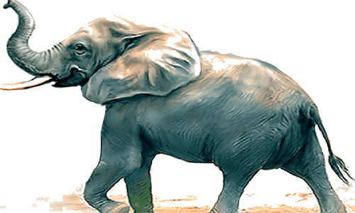 നാ​ട്ടാ​ന​ക​ളു​ടെ കൂ​ട്ട​മ​ര​ണം