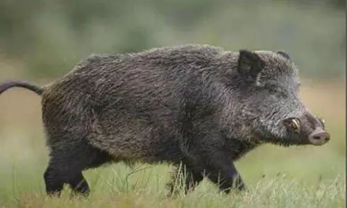 wild boar