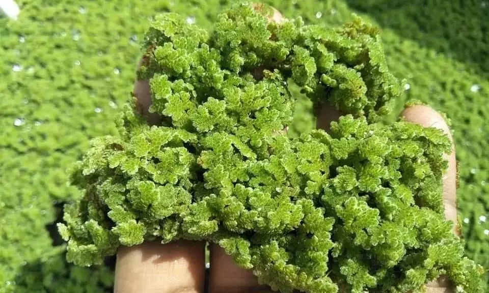 Azolla Azolla