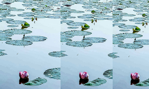 lotus bloomed again on After 15 years