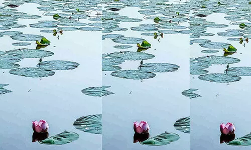 lotus bloomed again on After 15 years