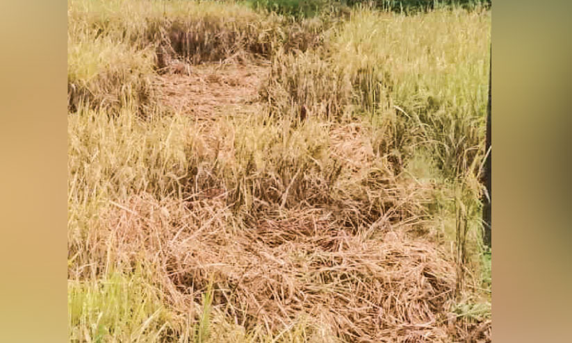 കനത്ത മഴ; നെല്ല് വെള്ളത്തിൽ കനത്ത മഴ; നെല്ല് വെള്ളത്തിൽ