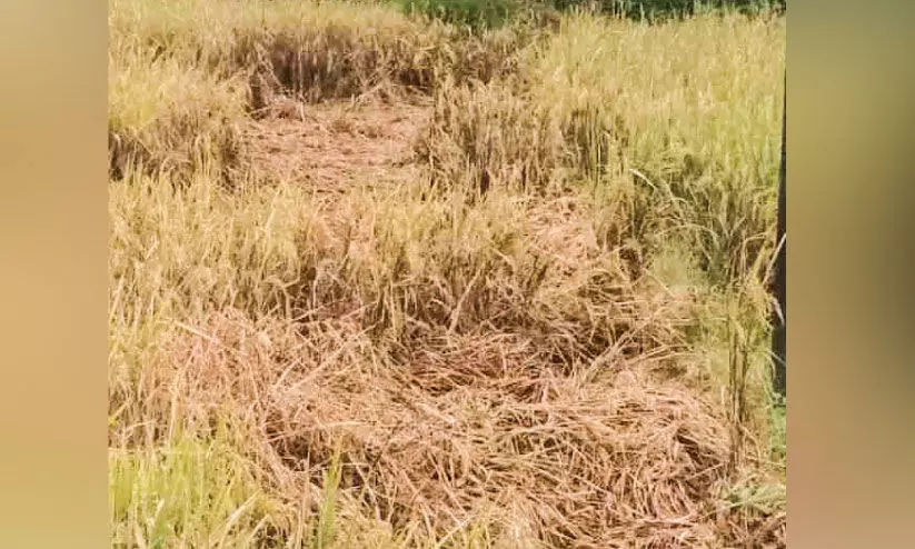 കനത്ത മഴ; നെല്ല് വെള്ളത്തിൽ