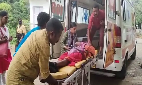 കടന്നൽ ആക്രമണത്തിൽ അഞ്ച് തൊഴിലാളികൾക്ക് പരിക്ക്