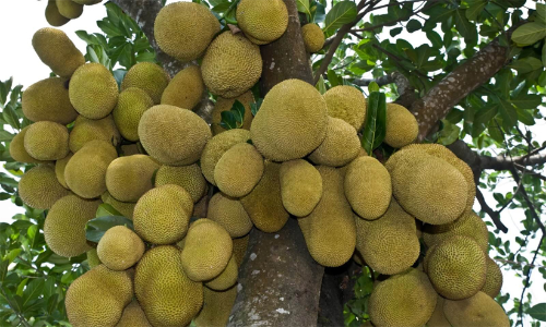 പ്ലാവിനങ്ങളുടെ ജൈവവൈവിധ്യ ശേഖരണം തുടങ്ങി