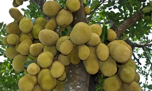 പ്ലാവിനങ്ങളുടെ ജൈവവൈവിധ്യ ശേഖരണം തുടങ്ങി