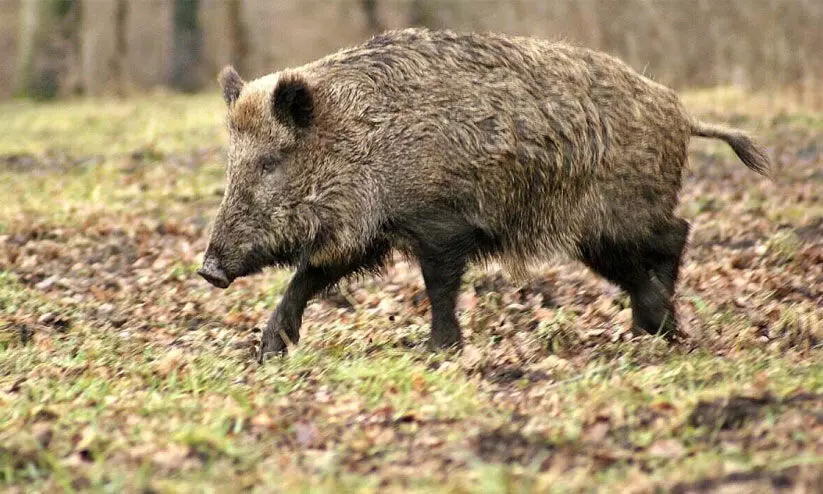 wild boar