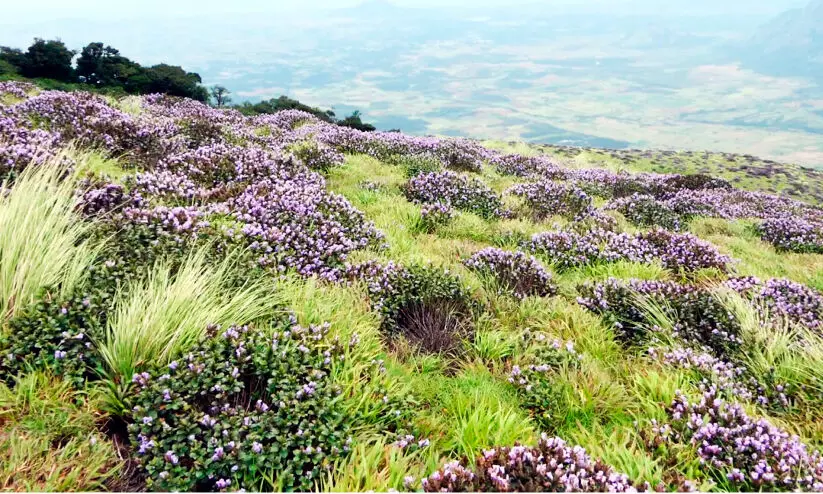 Neelakurinji blossomed on Kalipara mala Neelakurinji blossomed on Kalipara mala