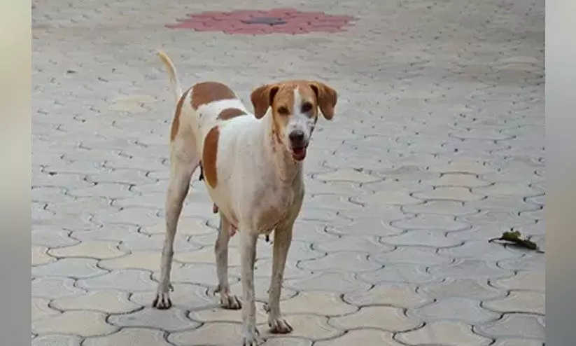 സിനിമാ ചിത്രീകരണത്തിനിടെ തെരുവുനായ ആക്രമണം; കാമറാമാന് കടിയേറ്റു