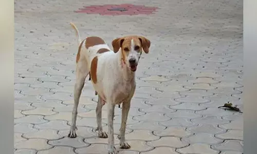 സിനിമാ ചിത്രീകരണത്തിനിടെ തെരുവുനായ ആക്രമണം; കാമറാമാന് കടിയേറ്റു