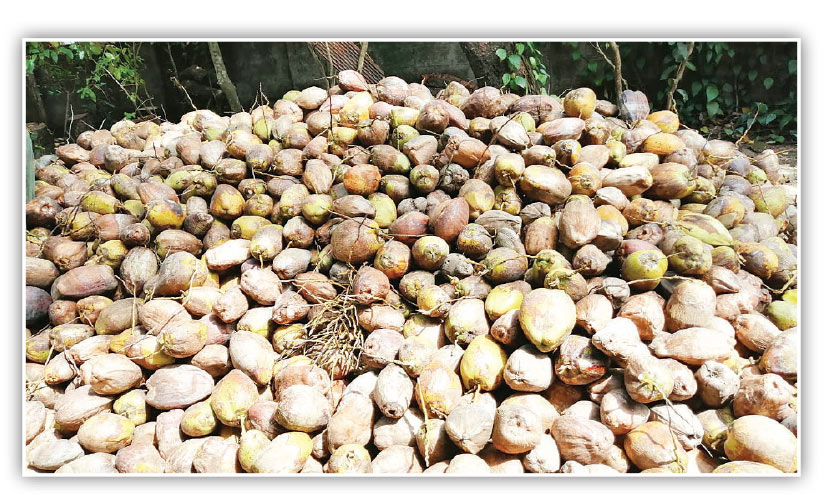 coconut farming