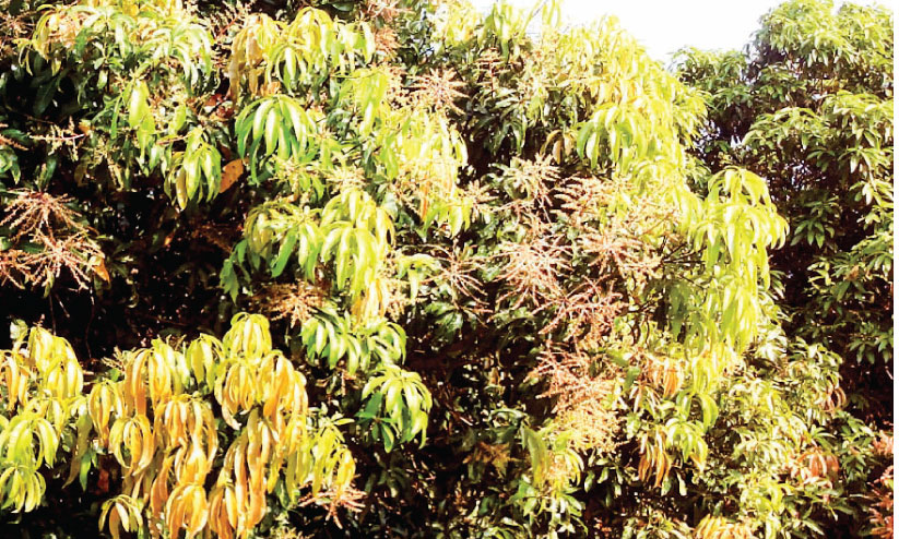 Pesticide use rampant in Mango City