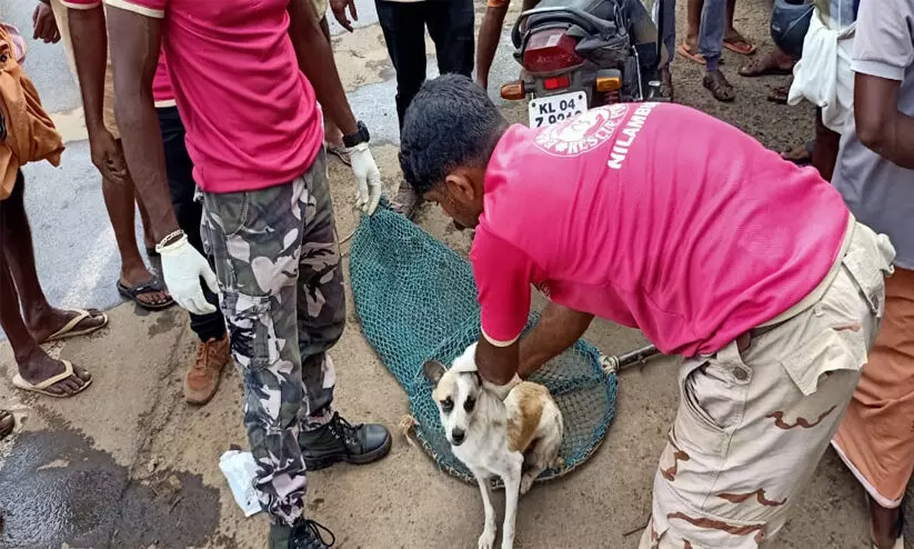 കോൺക്രീറ്റ് സ്പാനുകൾക്കിടയിൽ കുടുങ്ങിയത് മൂന്ന് ദിനം: ഫയർഫോഴ്സ് കൈയ്യൊഴിഞ്ഞു, നിലമ്പൂരിൽനിന്ന് രക്ഷാകരം