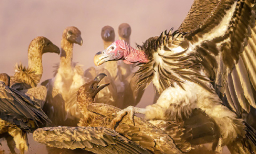 Murads Eagle Awarded by Mont Photo