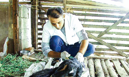 തിരൂരിൽ 30 ആടുകൾ ചത്തു; ചെള്ളുപനിയെന്ന് സംശയം