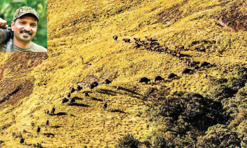 State Wildlife Photography Award