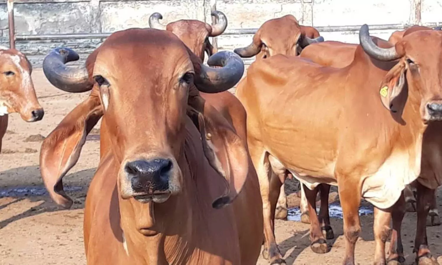 chennai corporation seizes over 5000 cattle from jan- sept,fines owners