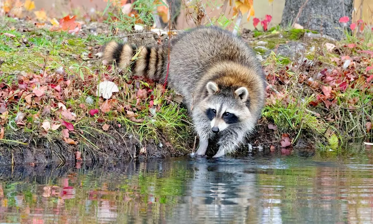 Raccoon Raccoon