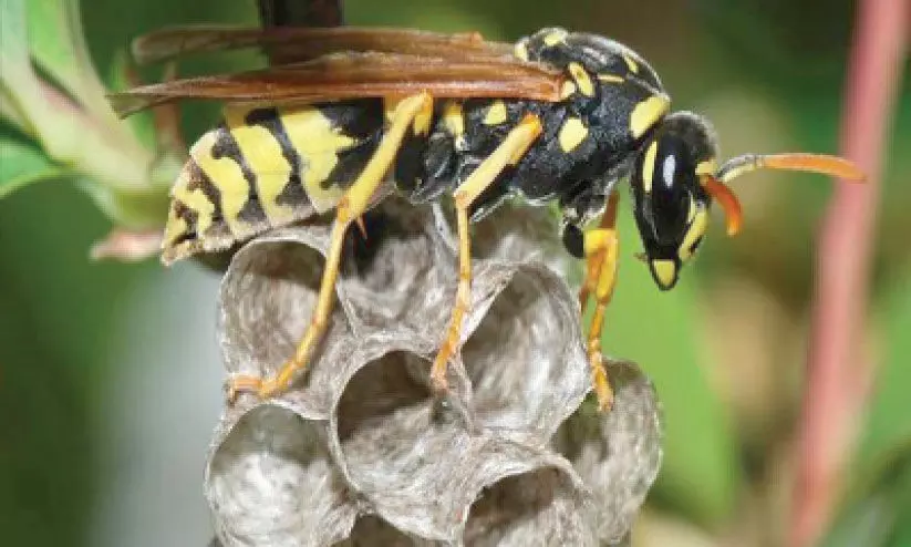 wasp attack