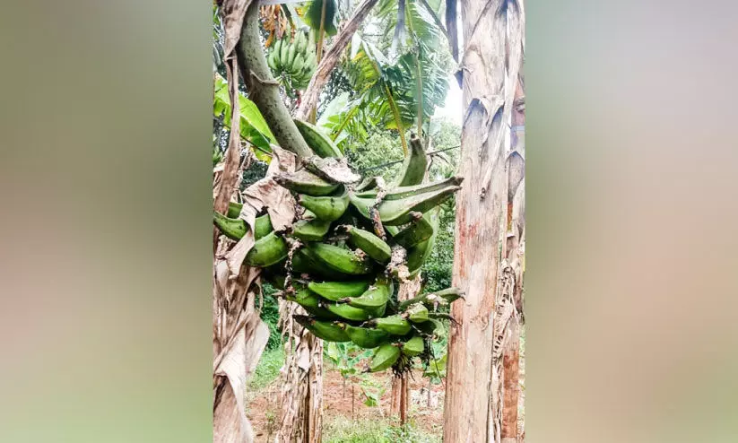 ഏത്തക്കുല കാട്ടുതത്തകൾ കൊണ്ടുപോകുന്നു ഏത്തക്കുല കാട്ടുതത്തകൾ കൊണ്ടുപോകുന്നു
