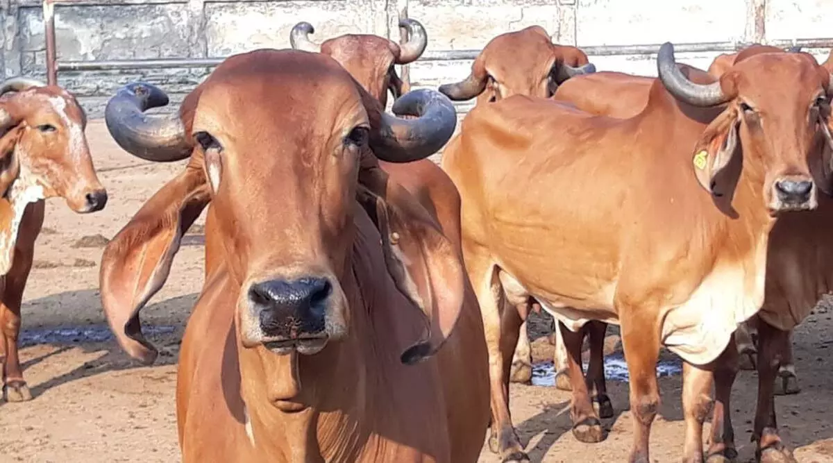 chennai corporation seizes over 5000 cattle from jan- sept,fines owners