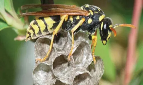 wasp attack