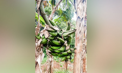 ഏത്തക്കുല കാട്ടുതത്തകൾ കൊണ്ടുപോകുന്നു