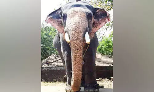 elephant