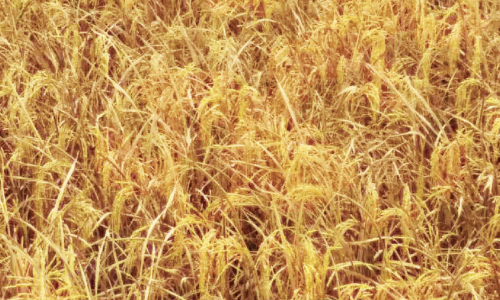 നെൽകൃഷി പി.ആർ.എസ് വായ്പ നിലച്ചു