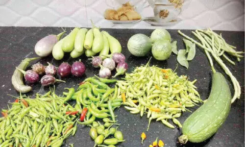 വി​ല​യി​ൽ മു​മ്പ​ൻ; കാ​ന്താ​രി മു​ള​കി​ന് പ്രി​യ​മേ​റു​ന്നു