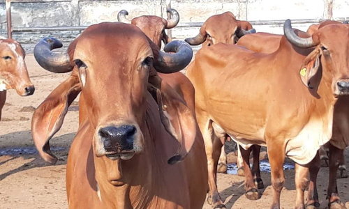chennai corporation seizes over 5000 cattle from jan- sept,fines owners