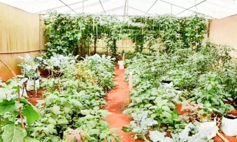 Expanding School Lunch Scheme