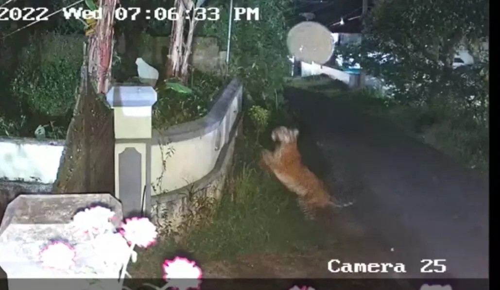 ബത്തേരി ടൗണിന് സമീപം കടുവ; ജാഗ്രത നിർദേശം ബത്തേരി ടൗണിന് സമീപം കടുവ; ജാഗ്രത നിർദേശം