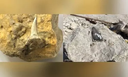 സൗ​ദി​യി​ൽ അ​പൂ​ർ​വ സ​മു​ദ്ര​ജീ​വി​ക​ളു​ടെ ഫോ​സി​ലു​ക​ൾ ക​ണ്ടെ​ത്തി