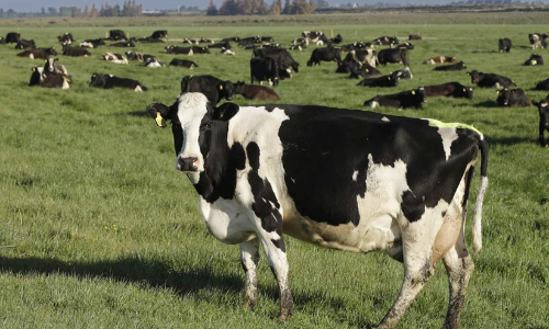 cow 7i967u cow 7i967u