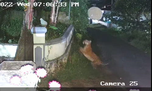 ബത്തേരി ടൗണിന് സമീപം കടുവ; ജാഗ്രത നിർദേശം