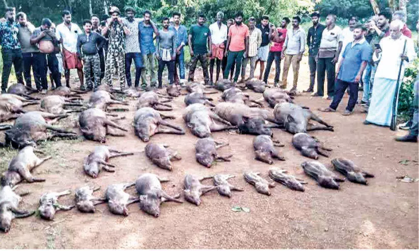 42 pigs were shot dead in Shornur