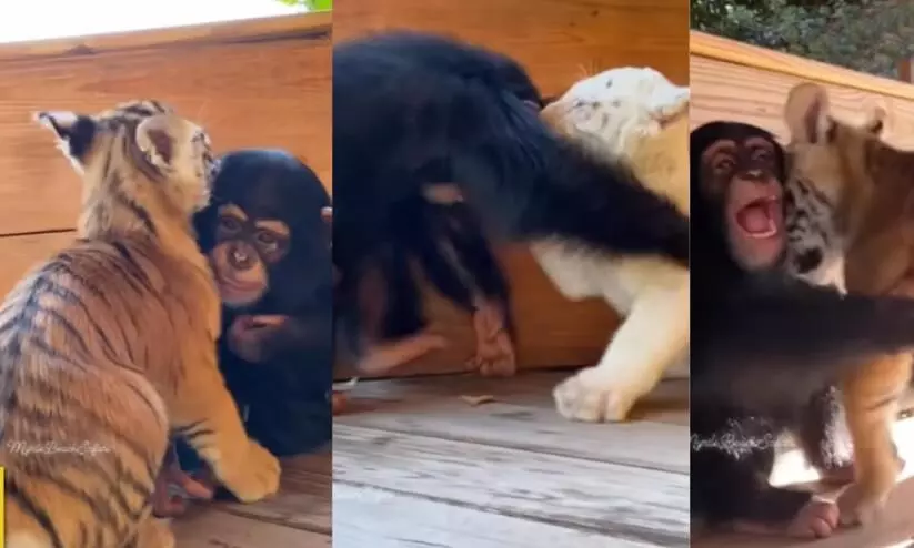 Watch: Baby Chimp Plays With Tiger Cubs, Trio Stuns Internet