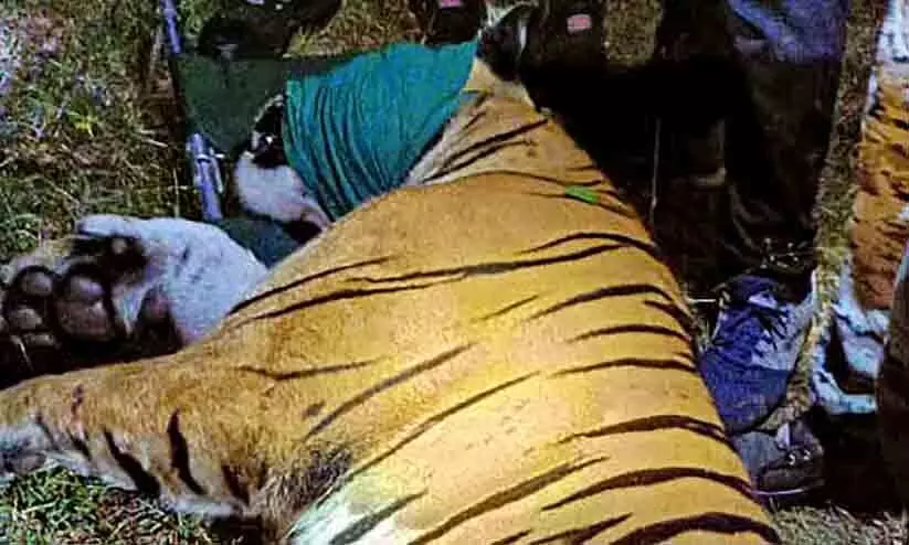 Maharashtra: Man eater tiger that killed 13 captured in Gadchiroli Maharashtra: Man eater tiger that killed 13 captured in Gadchiroli