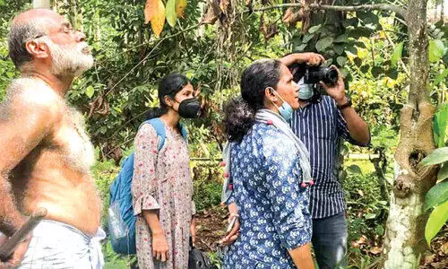 beetles capable of drying trees Farmers are worried