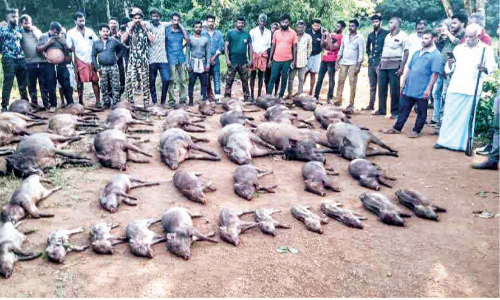 42 pigs were shot dead in Shornur