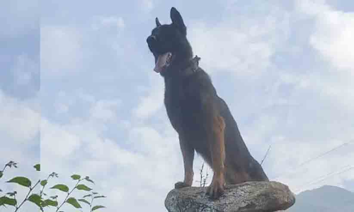 Army assault dog Zoom, wounded in encounter in Jammu and Kashmir, dies