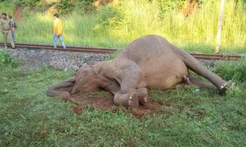 പാലക്കാട് കഞ്ചിക്കോട് ട്രെയിനിടിച്ച് കാട്ടാന ചരിഞ്ഞു പാലക്കാട് കഞ്ചിക്കോട് ട്രെയിനിടിച്ച് കാട്ടാന ചരിഞ്ഞു
