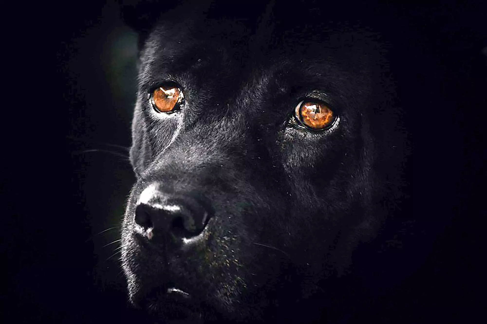 പട്ടി -കവിത പട്ടി -കവിത