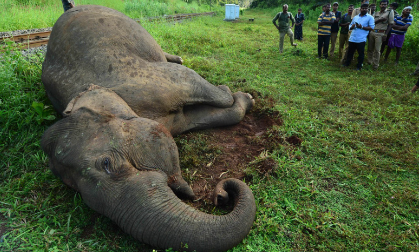 വാളയാറിൽ ട്രെയിനിടിച്ച് കാട്ടാന ചെരിഞ്ഞു; കുട്ടിക്കൊമ്പന്റെ തുമ്പിക്കൈ അറ്റു വാളയാറിൽ ട്രെയിനിടിച്ച് കാട്ടാന ചെരിഞ്ഞു; കുട്ടിക്കൊമ്പന്റെ തുമ്പിക്കൈ അറ്റു